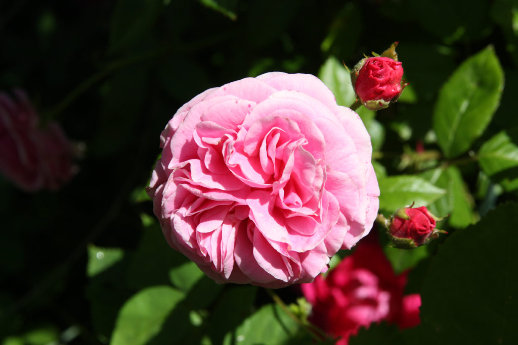 růže Rusalka (Borov hora)