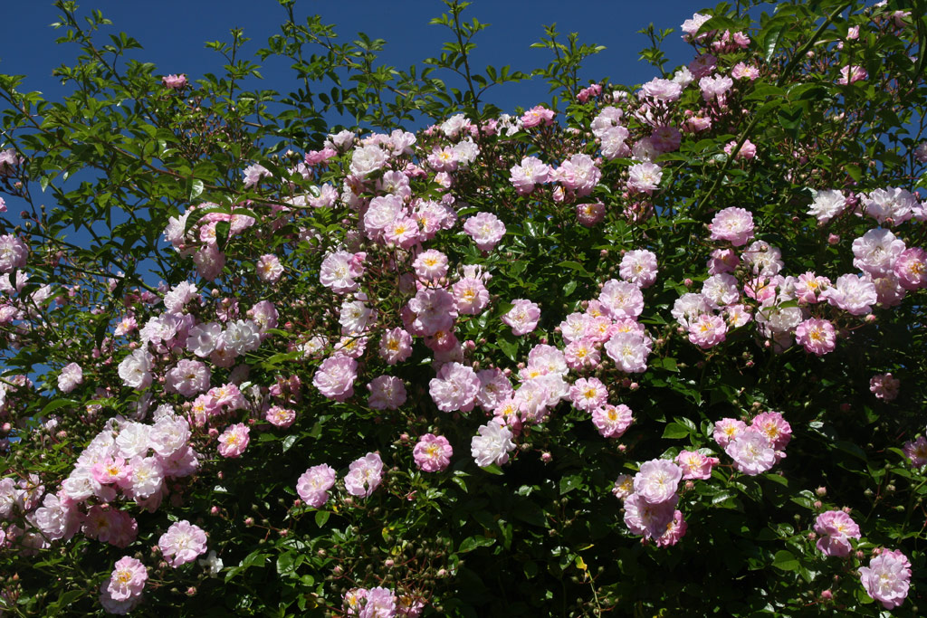 růže Rusalka (Chotobus)
