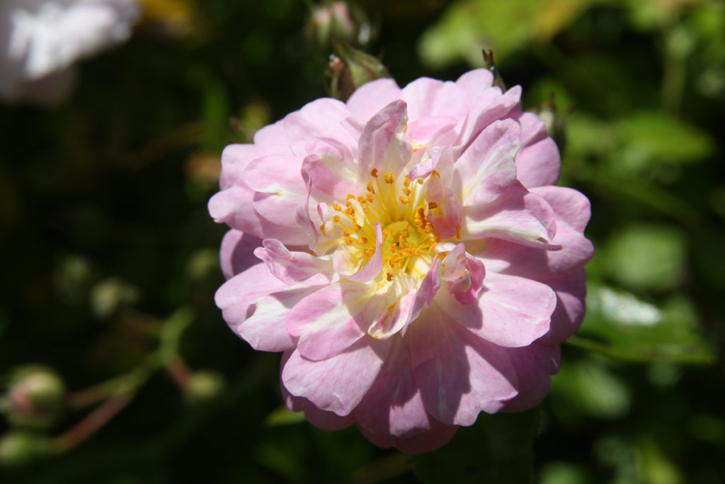 růže Rusalka (Chotobus)