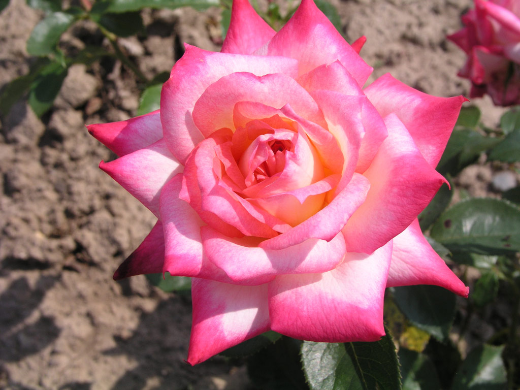 růže Ruskaja Krasavica