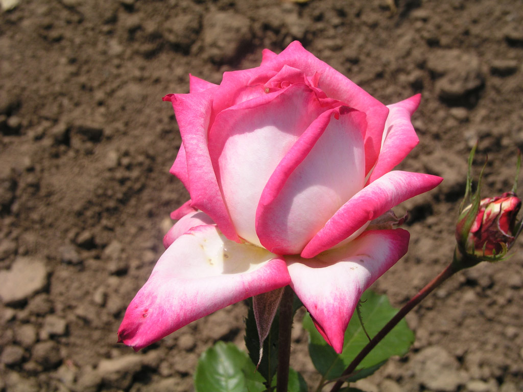 růže Ruskaja Krasavica