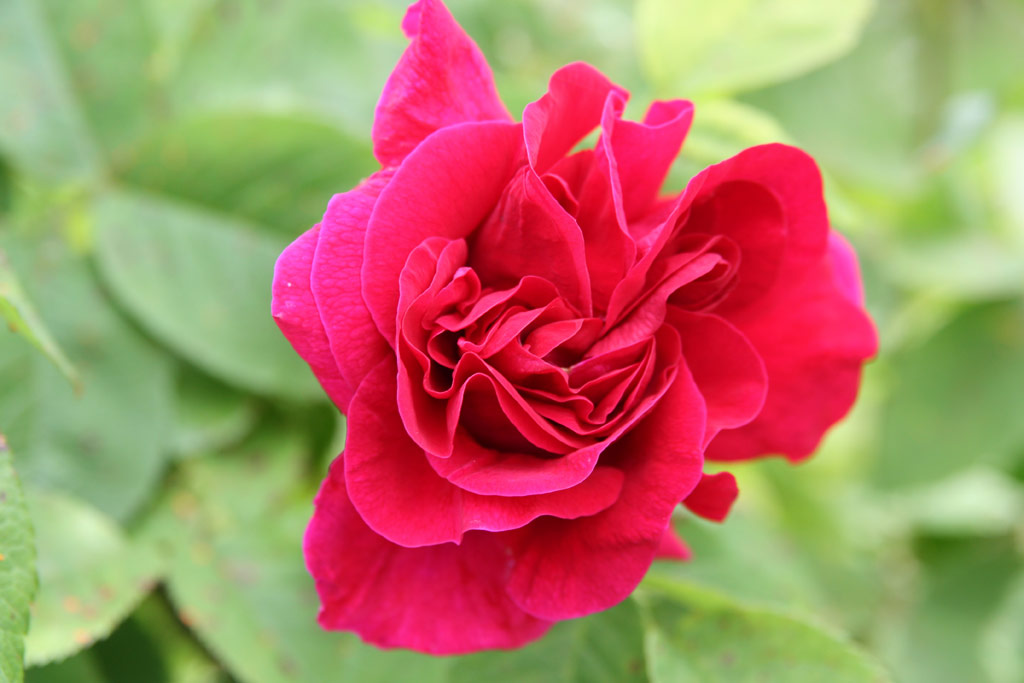 růže Ruskin
