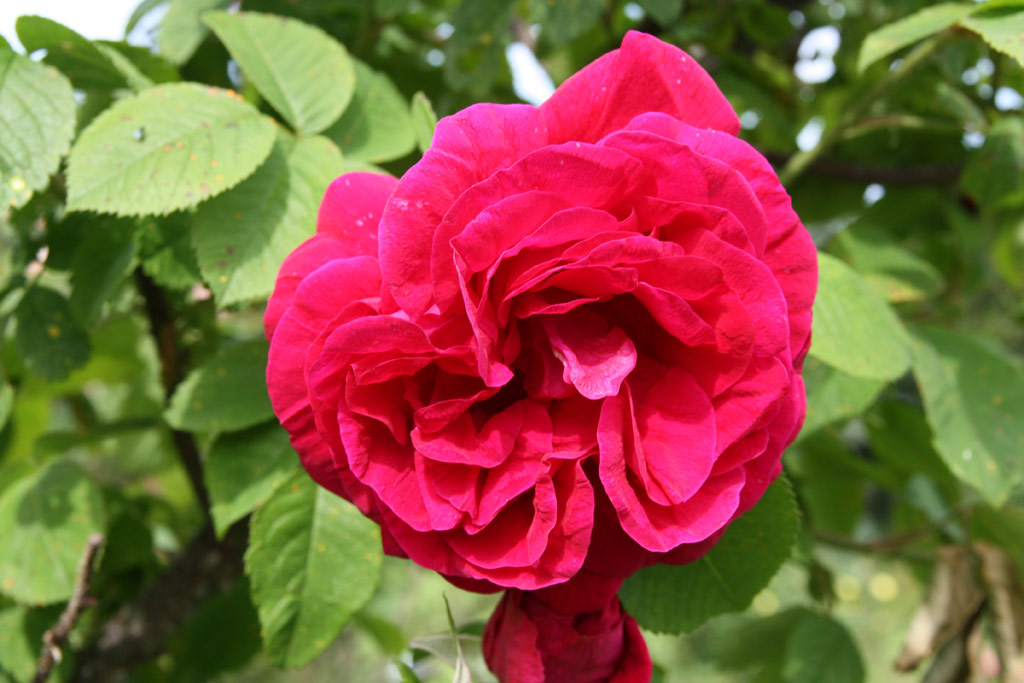 růže Ruskin