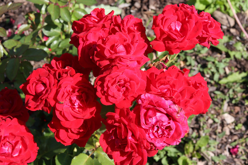 růže Ruth Leuwerik
