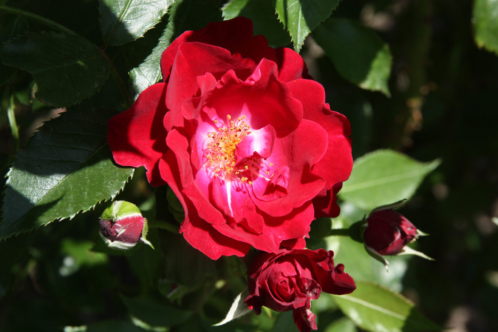 růže Saarbrcken