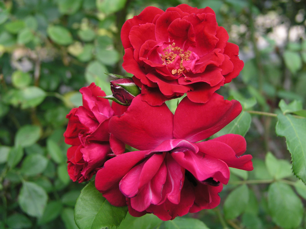 růže Saarbrcken