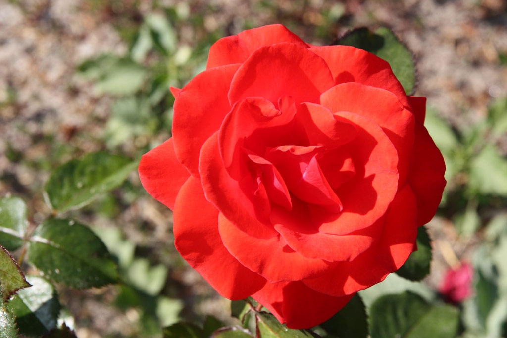 růže Saarlandwelle