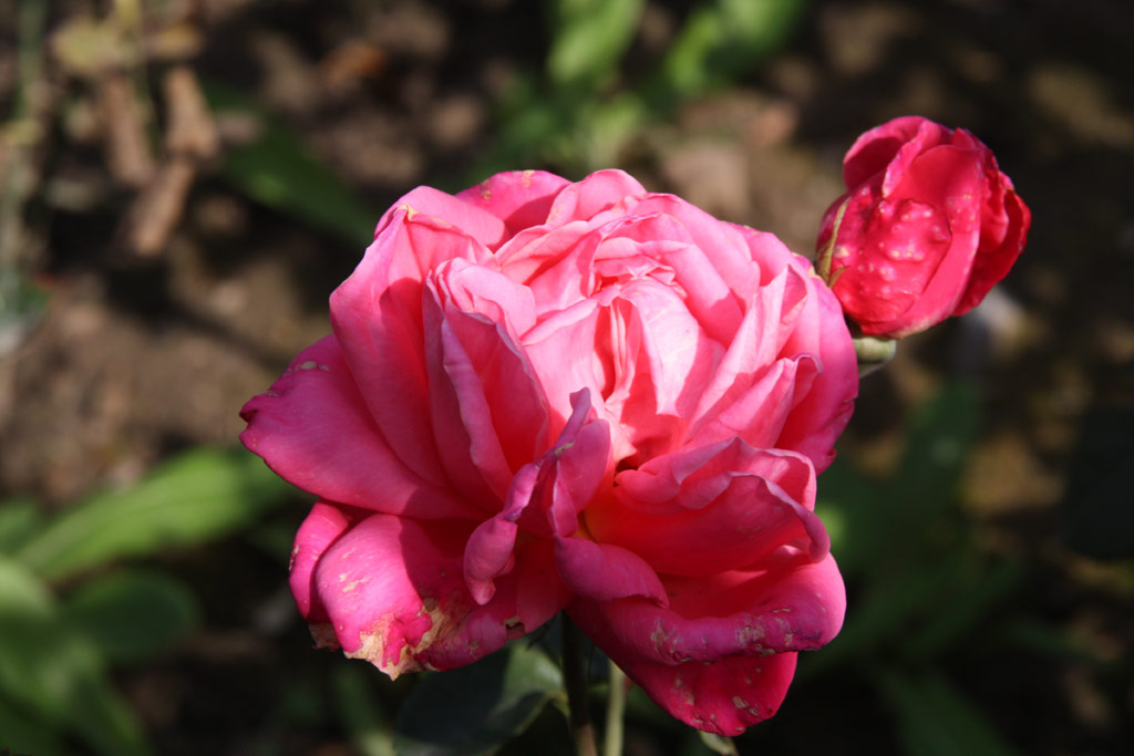 růže Sabine