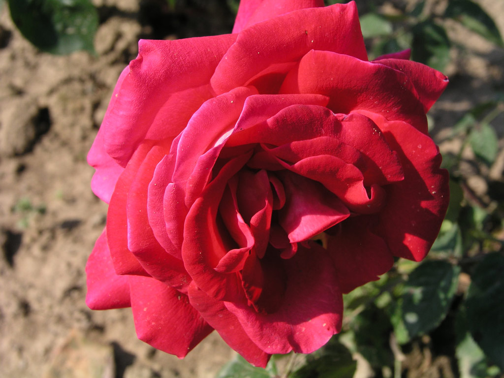 růže Sabrina