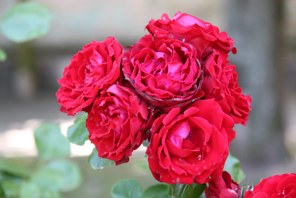 růže Sachsenland