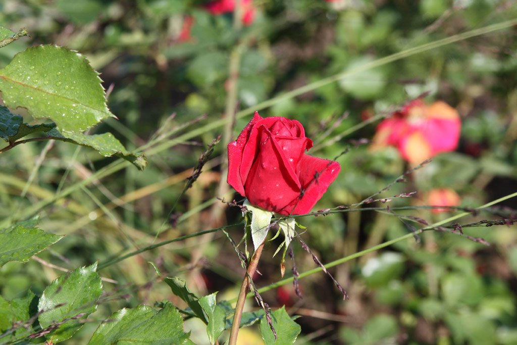 růže Sacramento