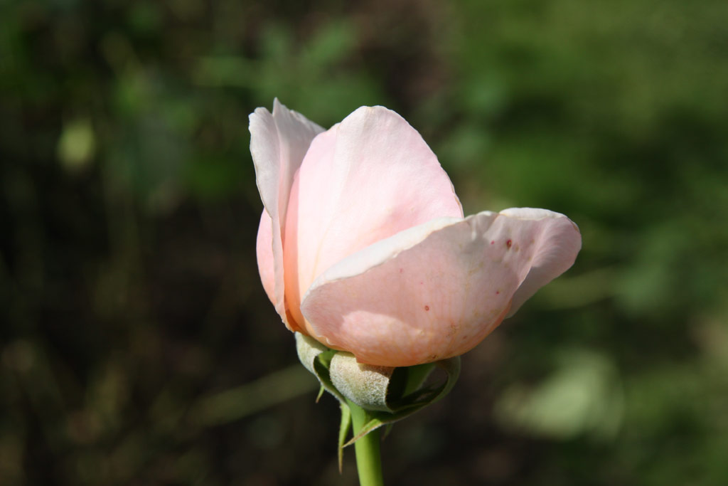 růže Saint Cecilia