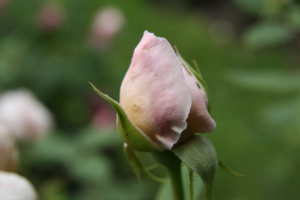 růže Saint Cecilia