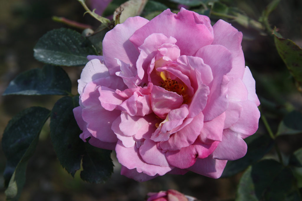 růže Saint Exupery