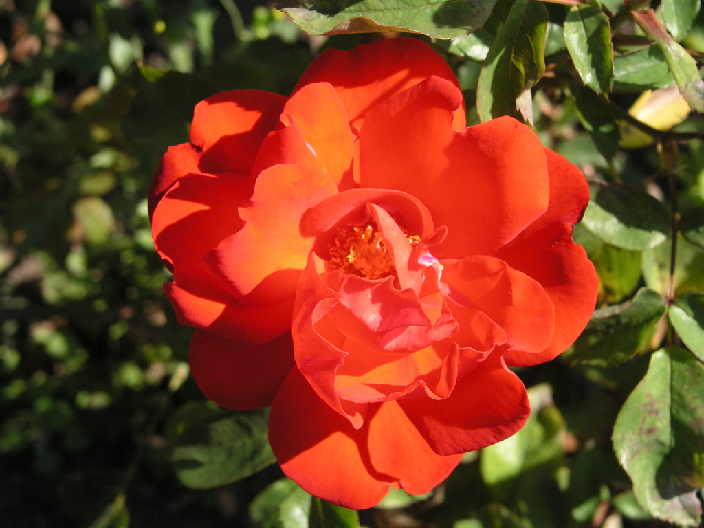 růže Salermo