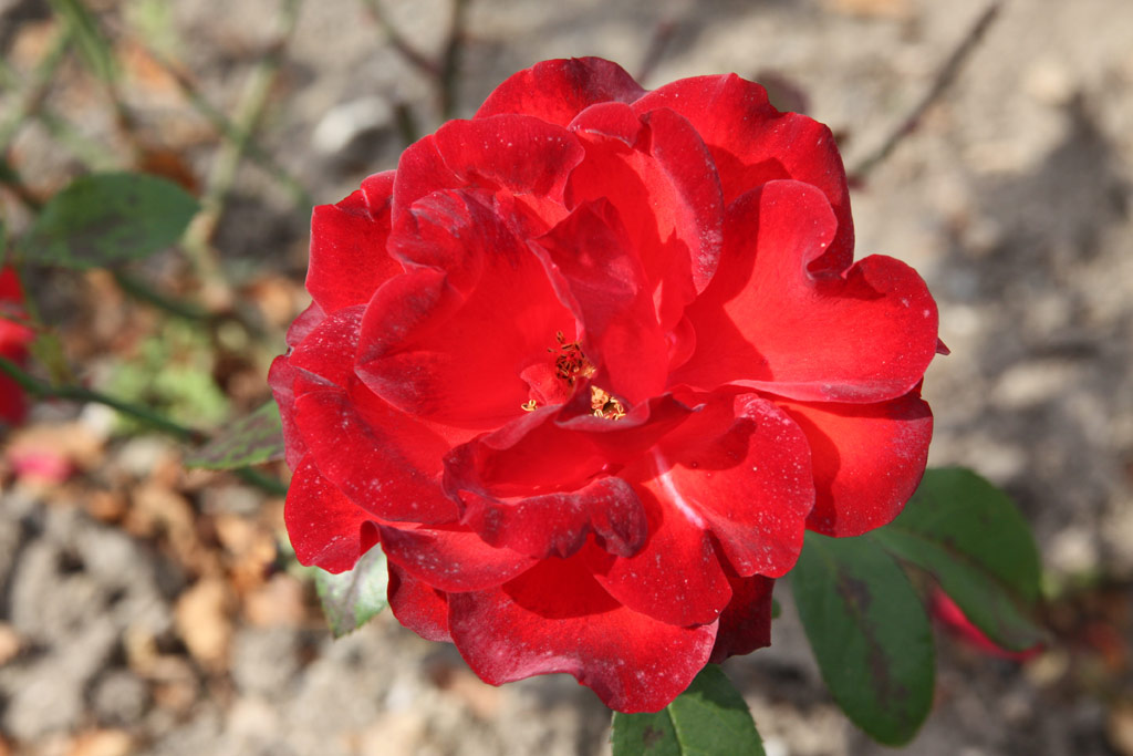 růže Salermo