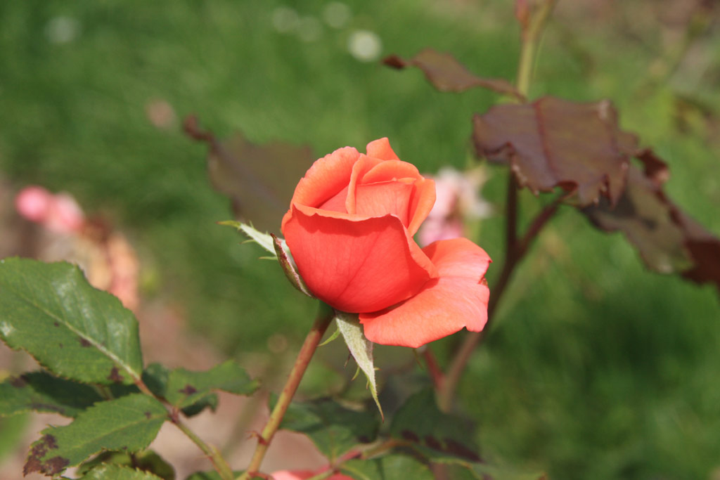 růže Salut
