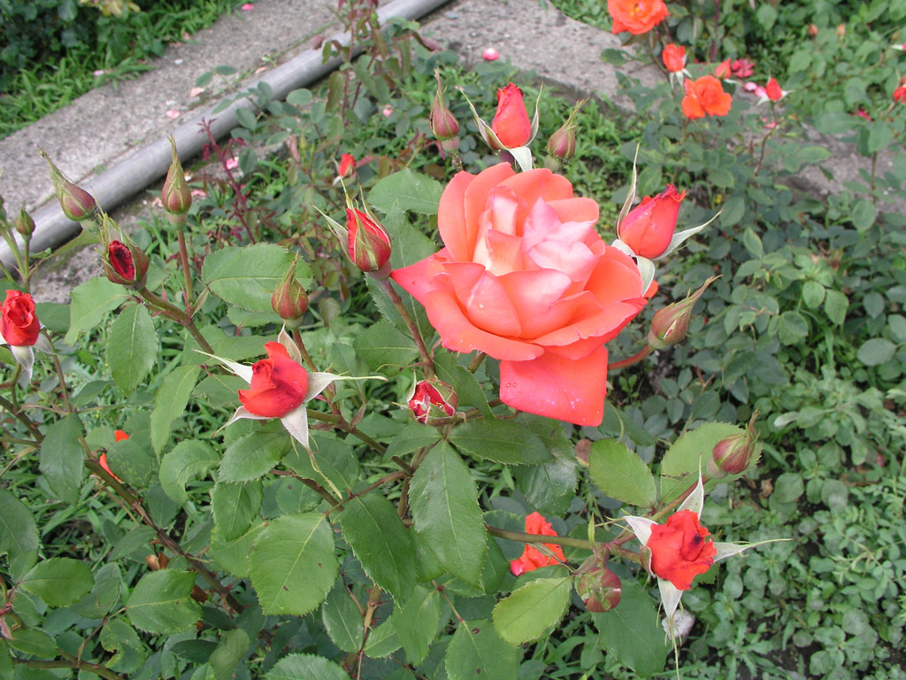 růže Salzajubilum