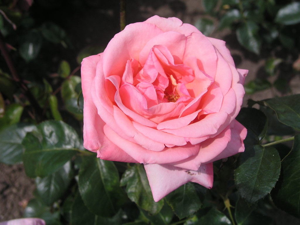 růže Salzaperle