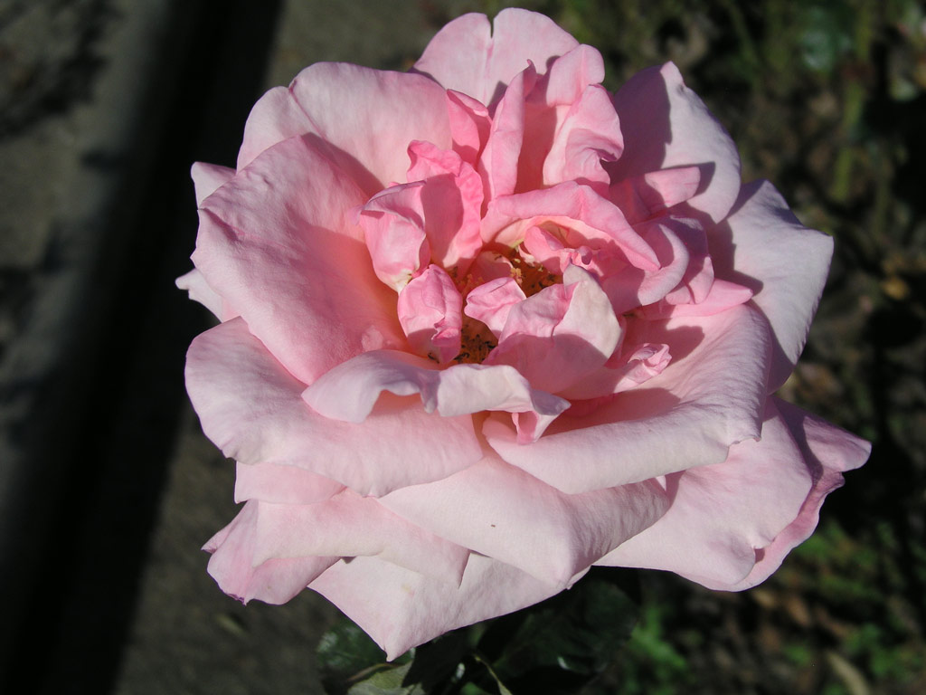 růže Salzaperle