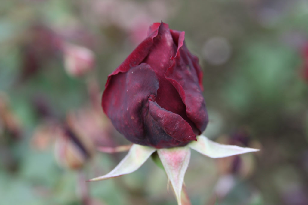 růže Sametov I*