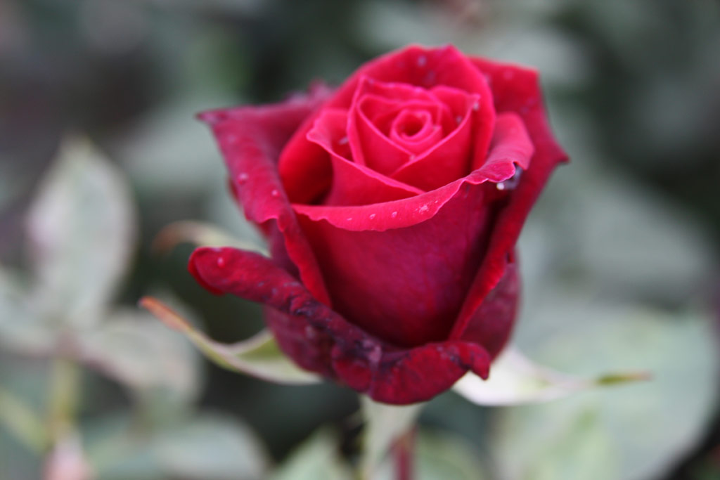 růže Sametov II*