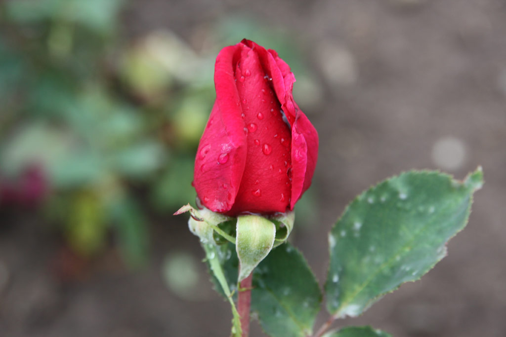 růže Samourai