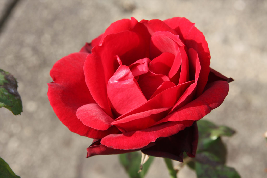 růže Samourai