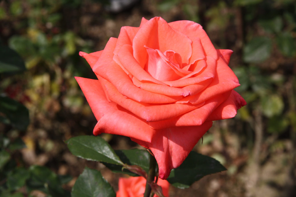 růže Sandra