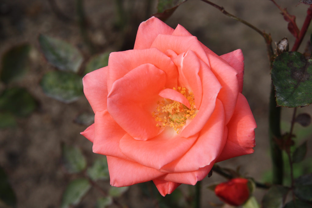 růže Sandra (Strnad)