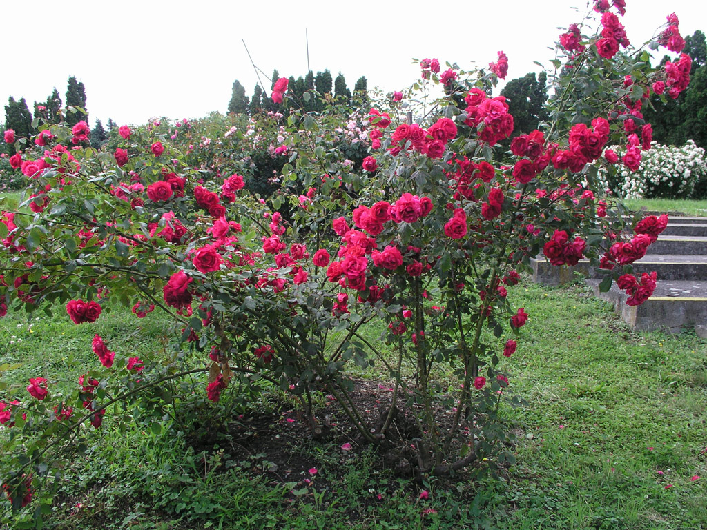růže Sangerhausen