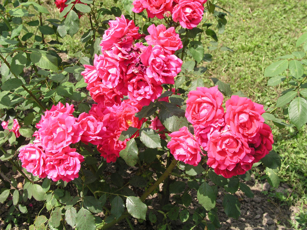 růže Sangerhausen