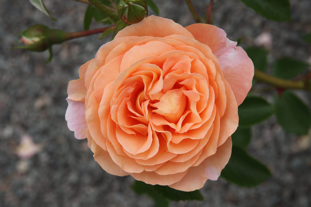 růže Sangerhuser Jubilumsrose