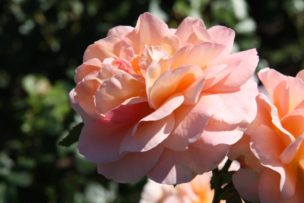 růže Sangerhuser Jubilumsrose