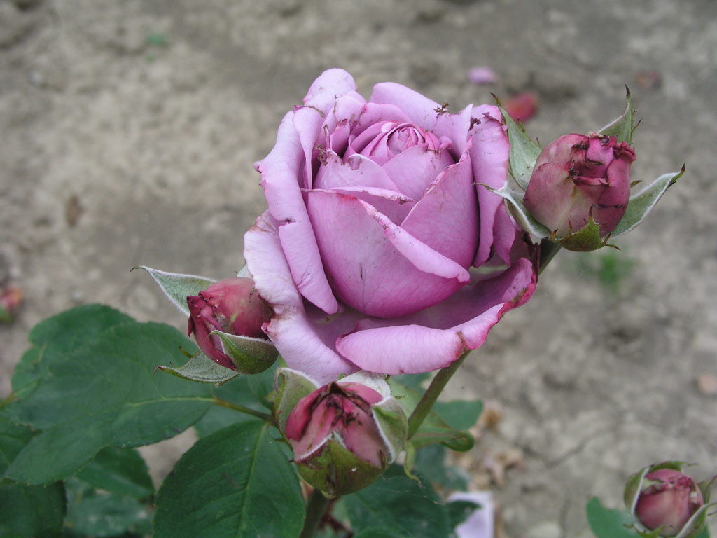 růže Saphir