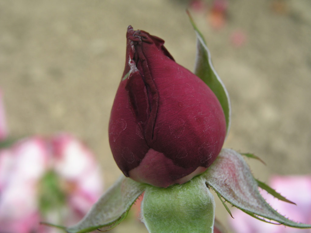 růže Saphire