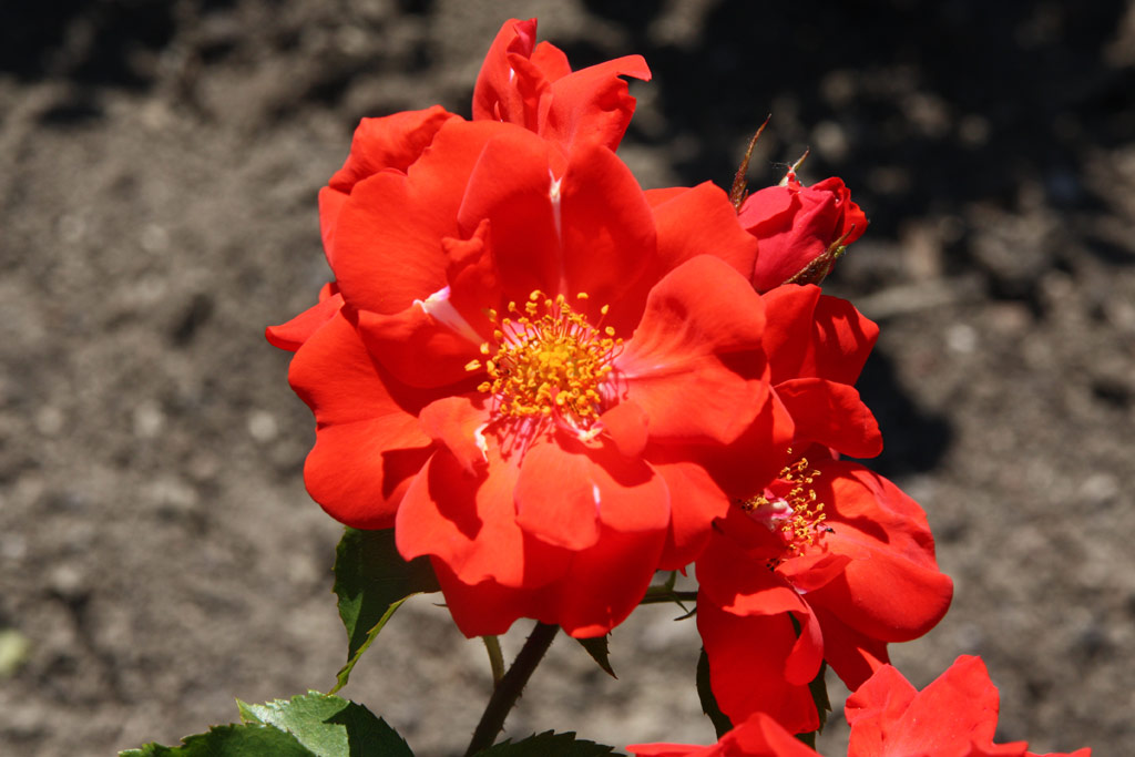 růže Sarabande