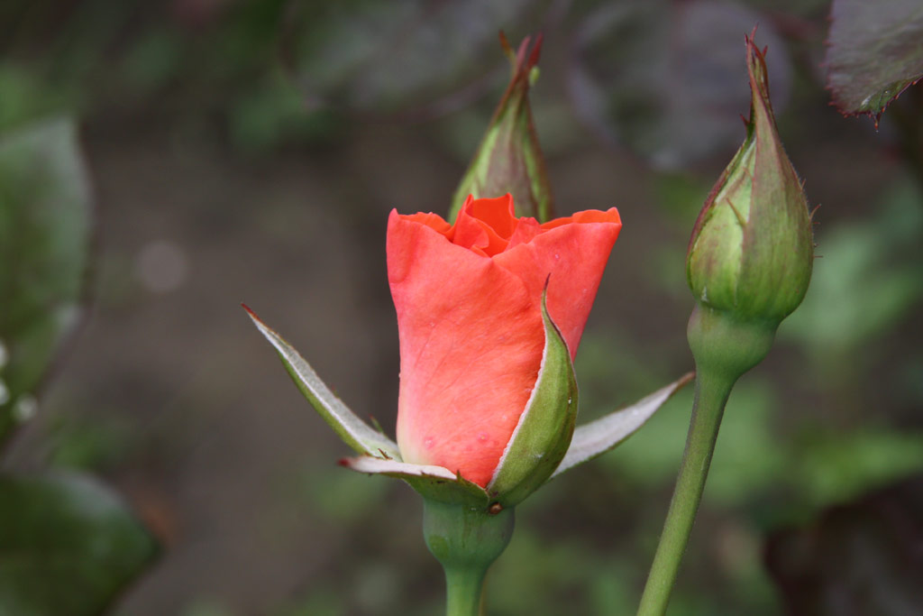 růže Srospatak