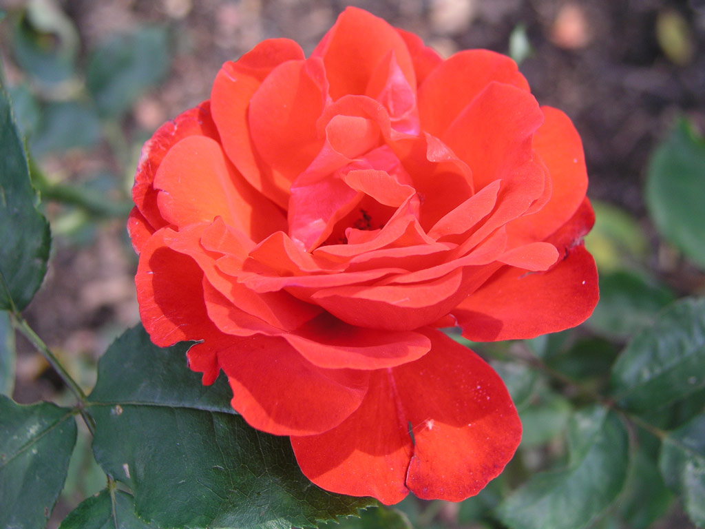 růže Satchmo