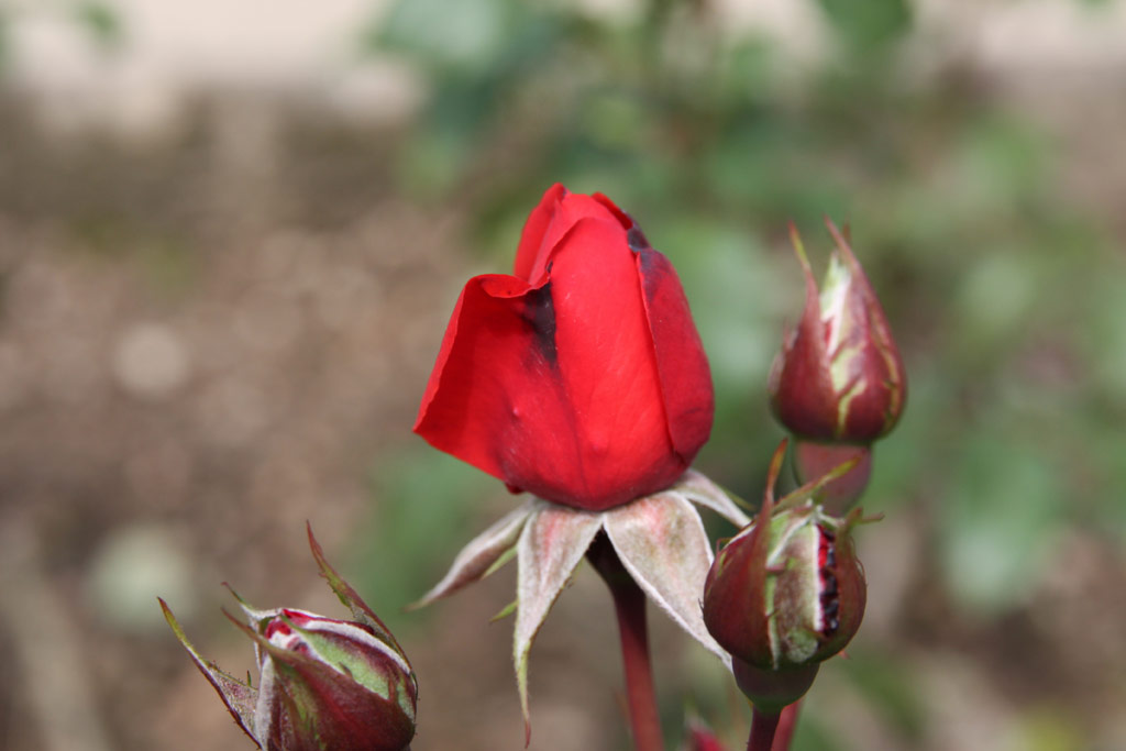 růže Satchmo