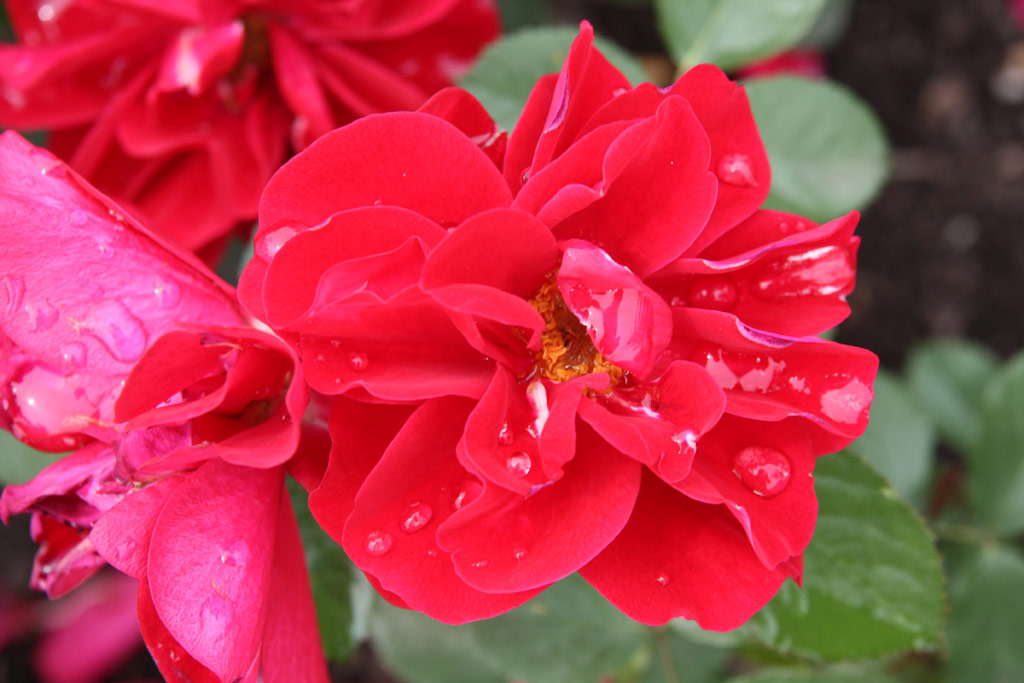 růže Saumur