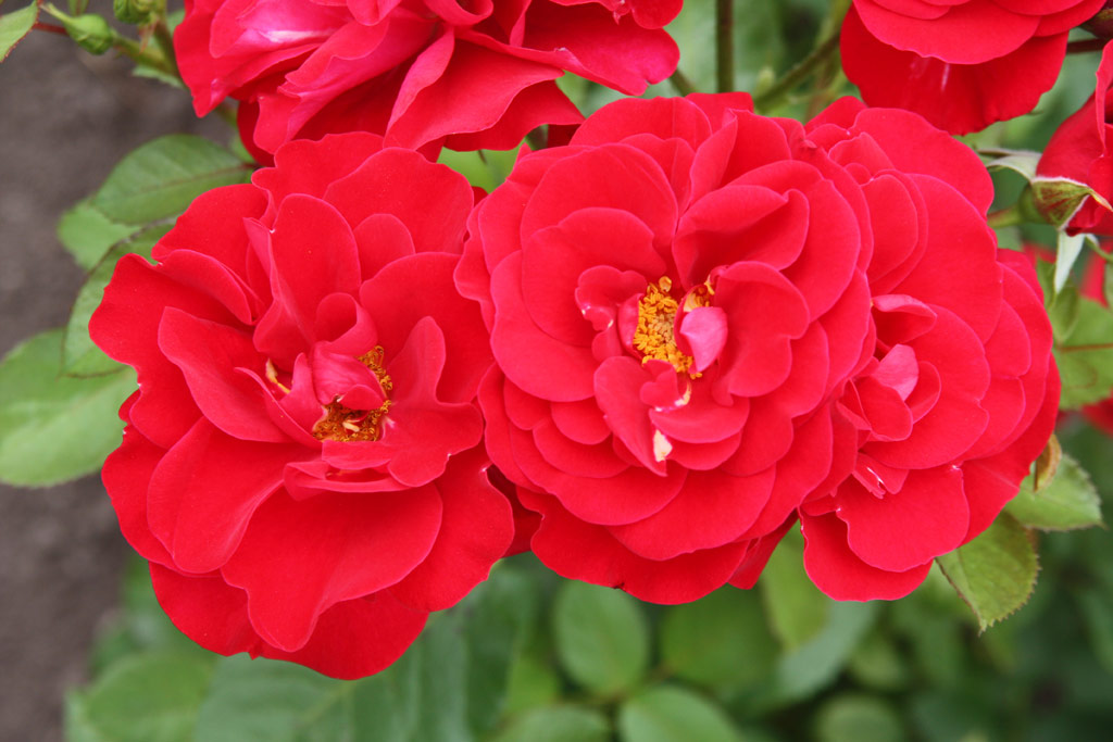 růže Saumur