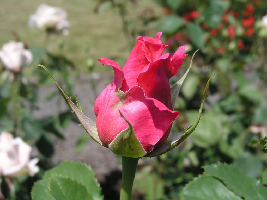 růže Saupacour