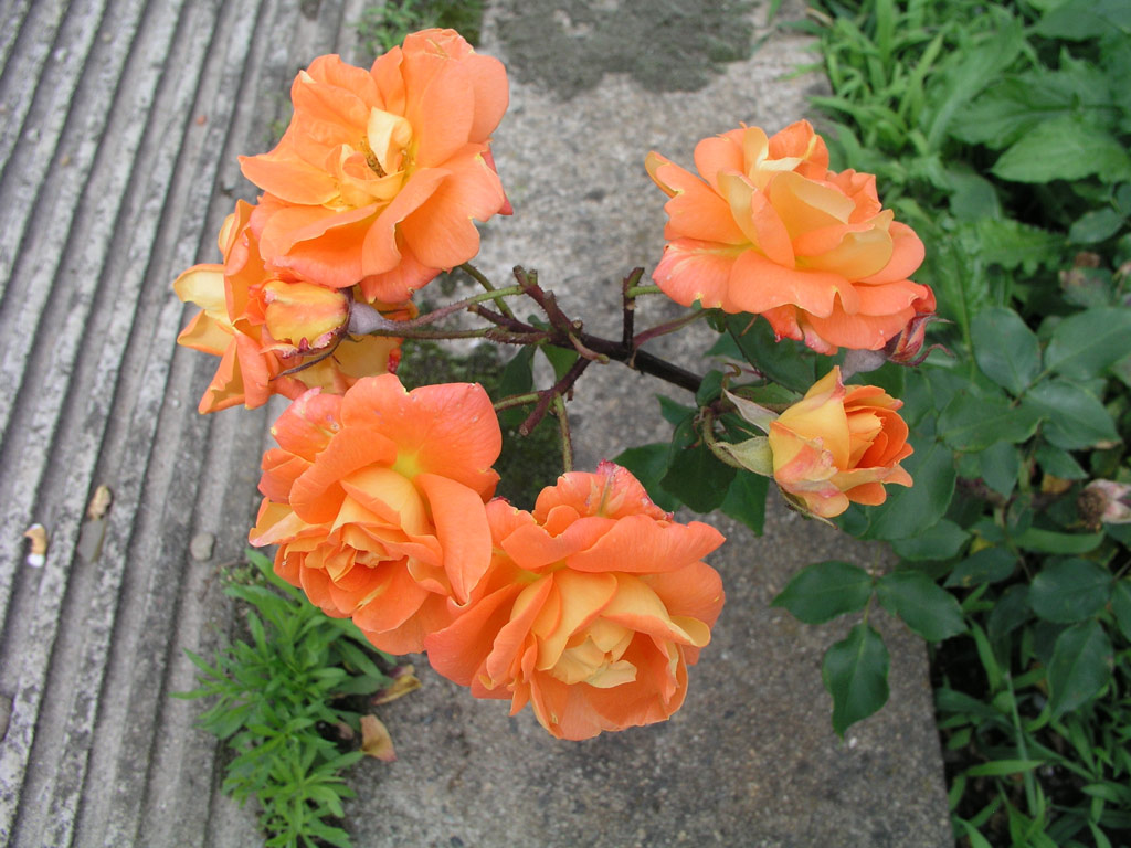 růže Scania (Olomouc)