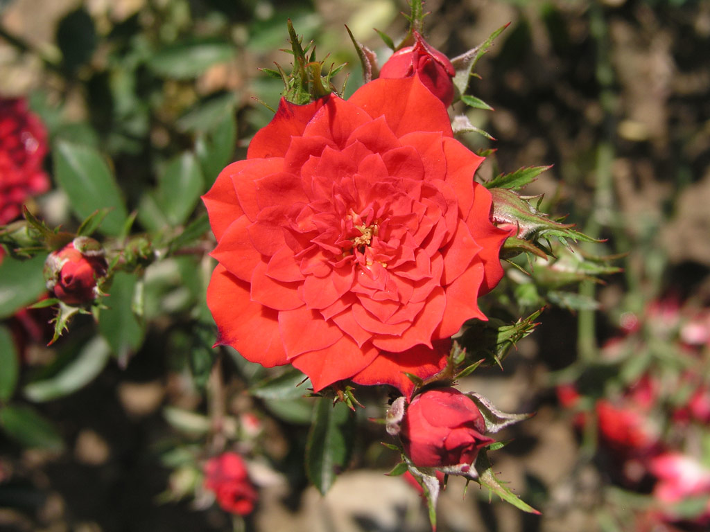 růže Scarlet Gem