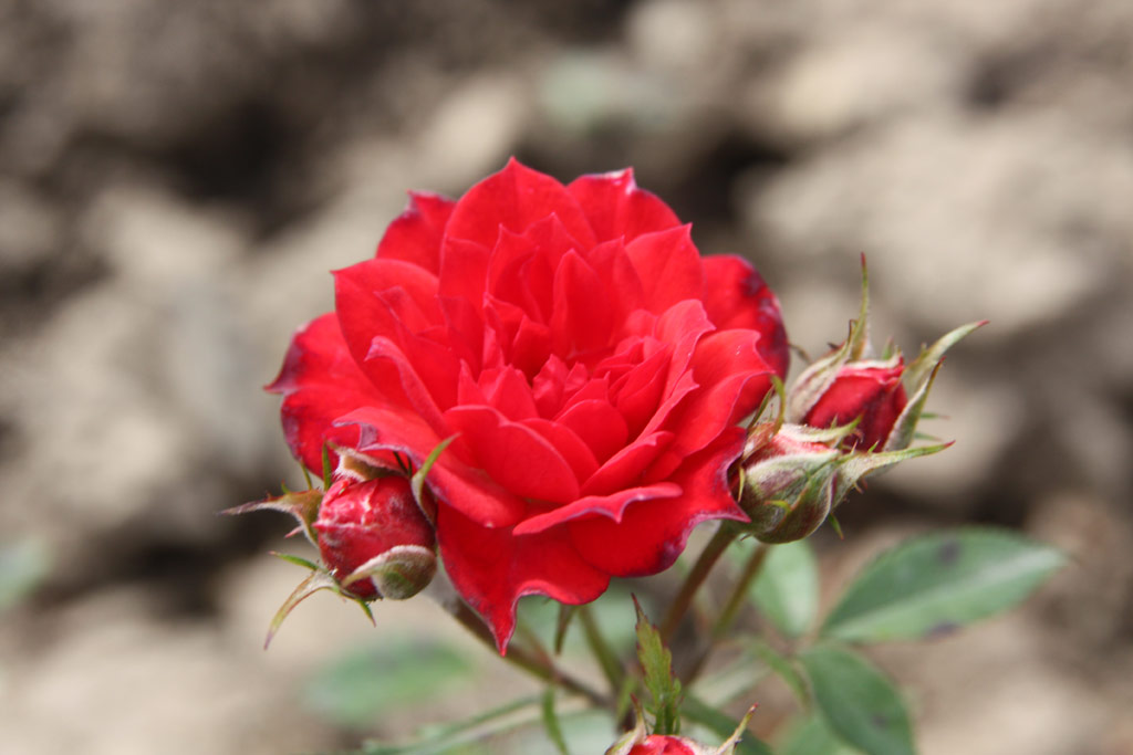 růže Scarlet Gem
