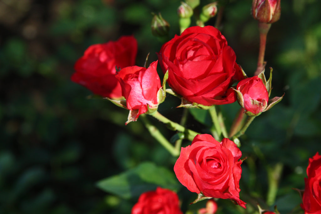 růže Scarlet Meidilland