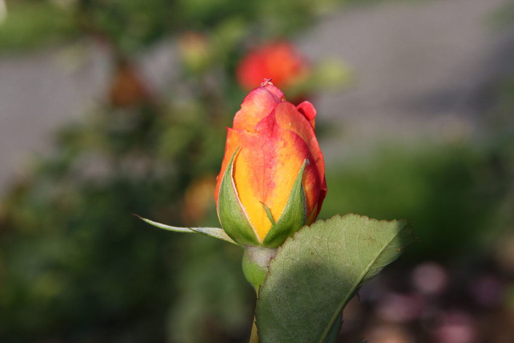 růže Schhrazade