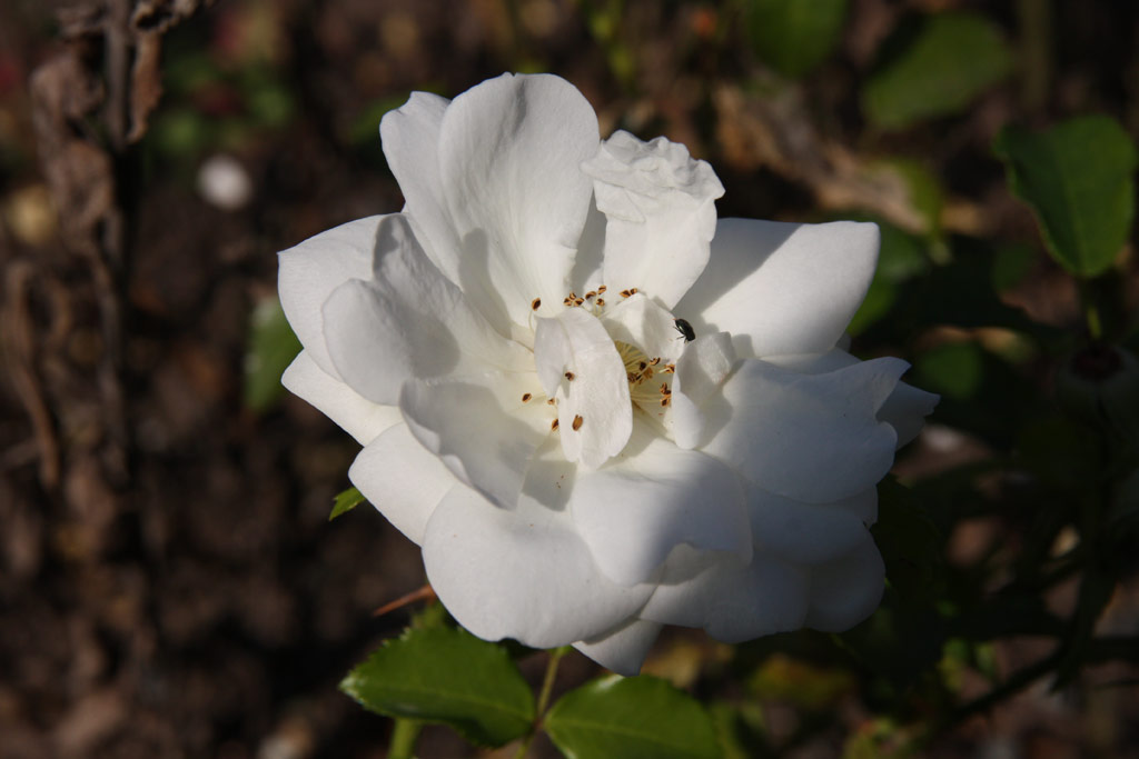 růže Schneeflocke