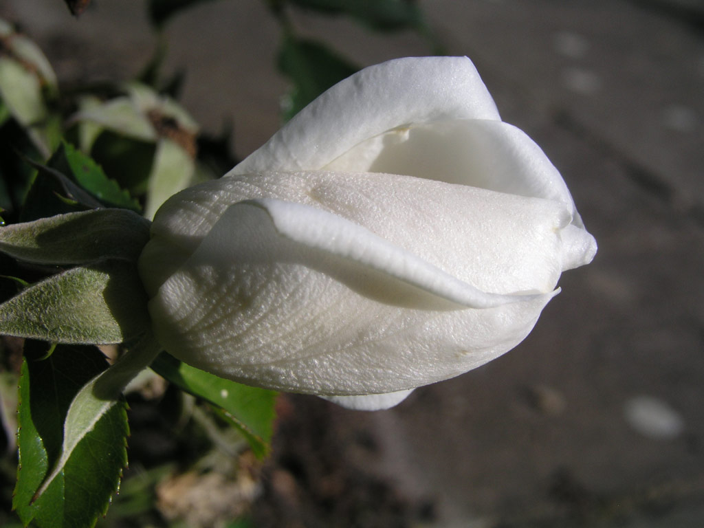 růže Schneeflocke